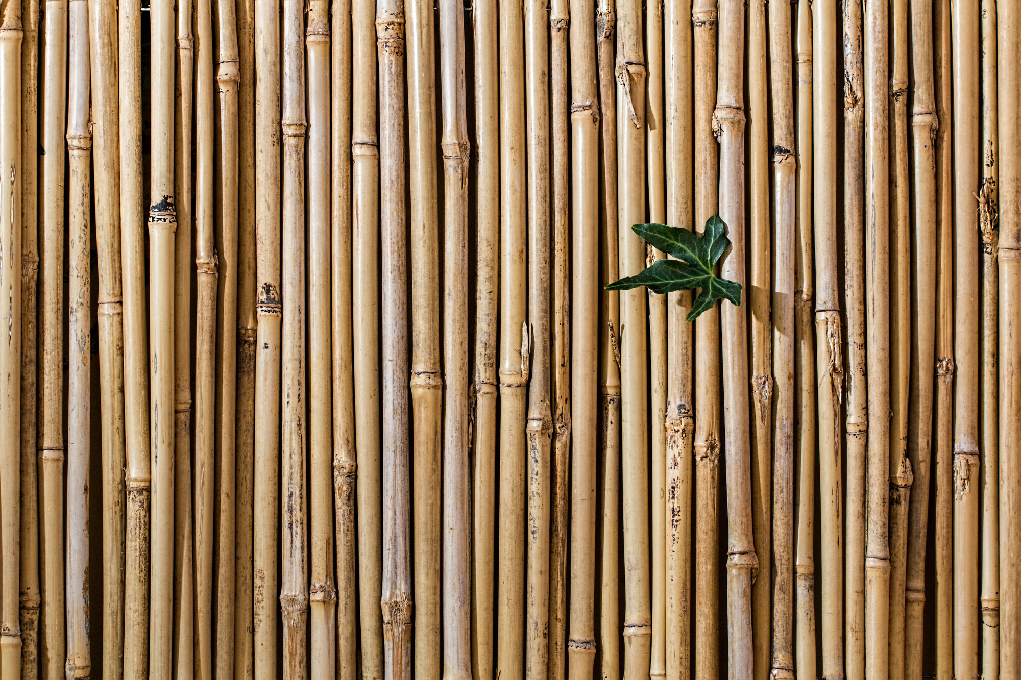 Characteristics of green building materials that pay off in the long run include being cost-effective or made from a renewable resource.